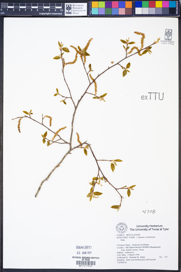 Carpinus caroliniana image