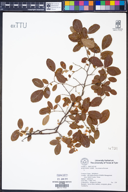 Vaccinium arboreum image