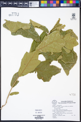 Quercus stellata var. paludosa image