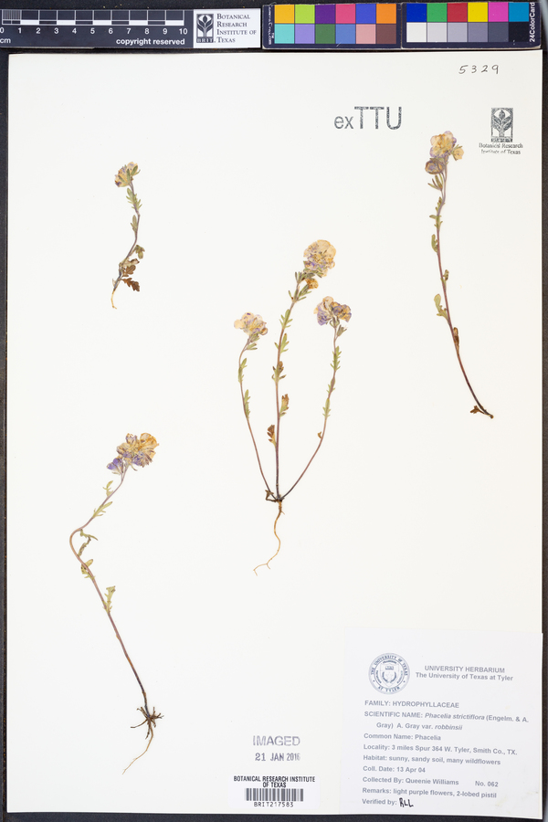 Phacelia strictiflora var. robbinsii image