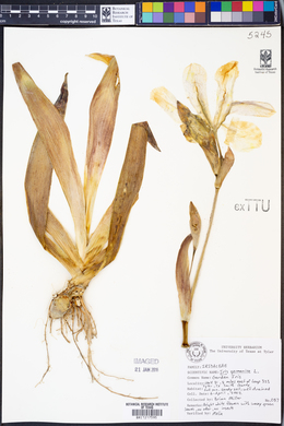 Iris germanica image