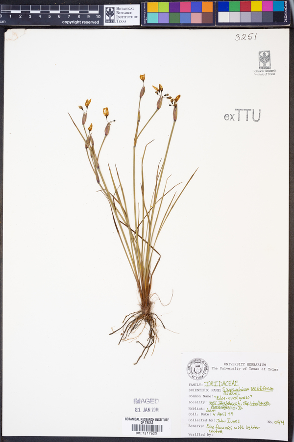 Sisyrinchium sagittiferum image