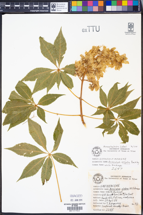 Aesculus arguta image