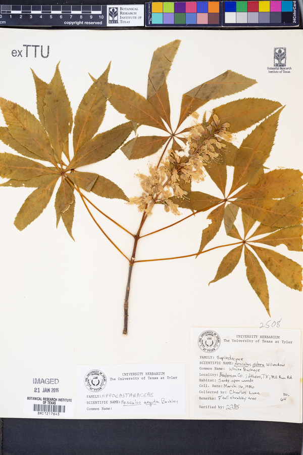 Aesculus arguta image