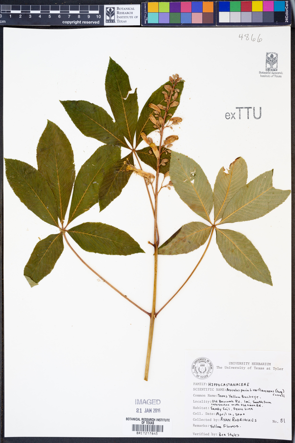 Aesculus pavia var. flavescens image