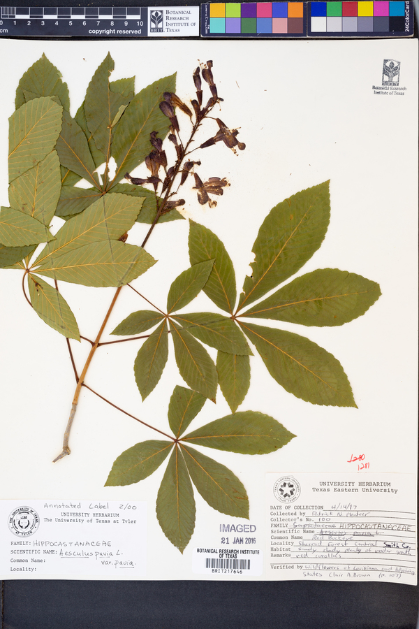 Aesculus pavia var. pavia image