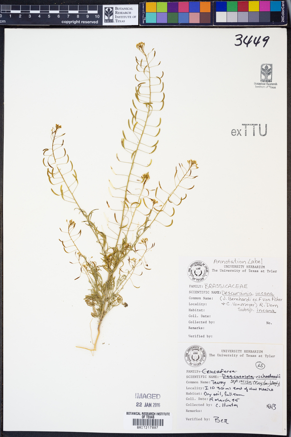Descurainia incana subsp. incana image