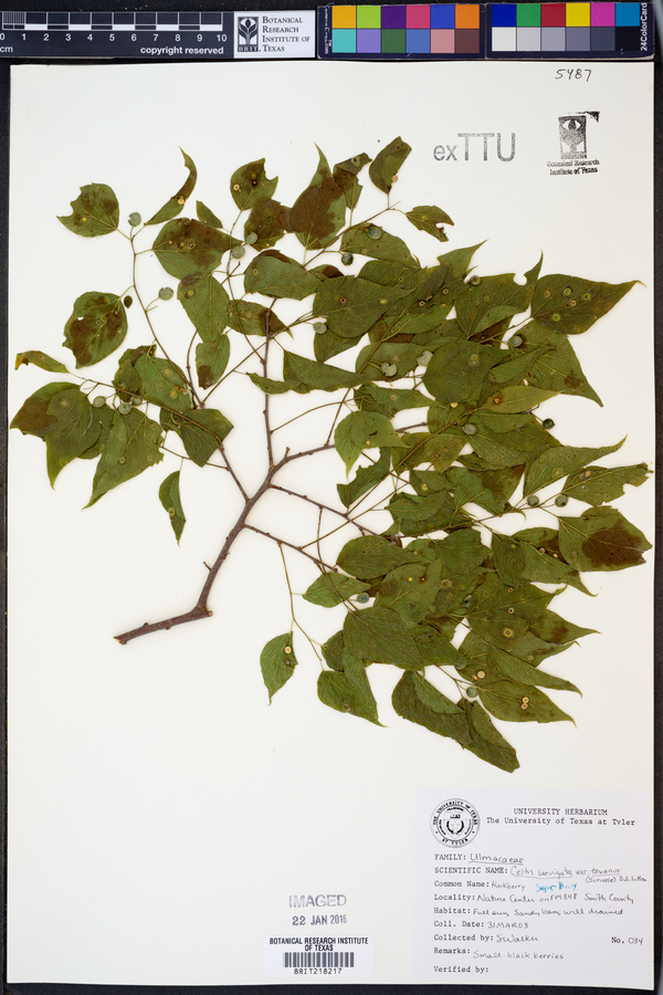 Celtis laevigata var. texana image