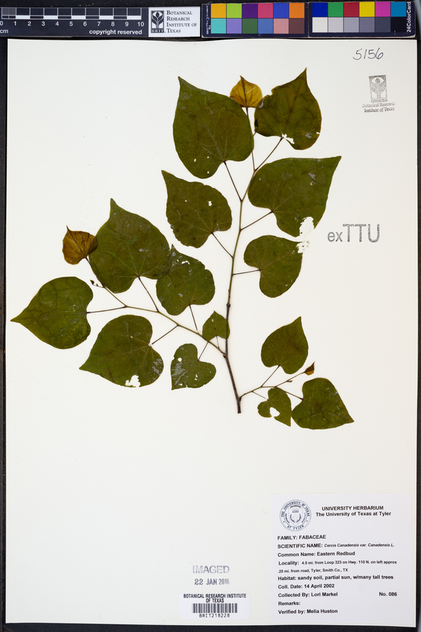 Cercis canadensis var. canadensis image