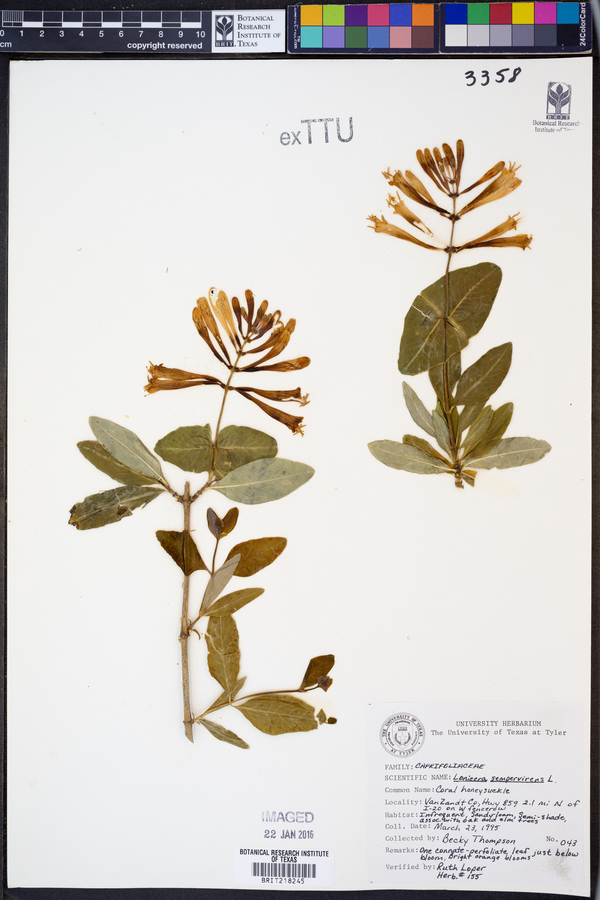 Lonicera sempervirens image