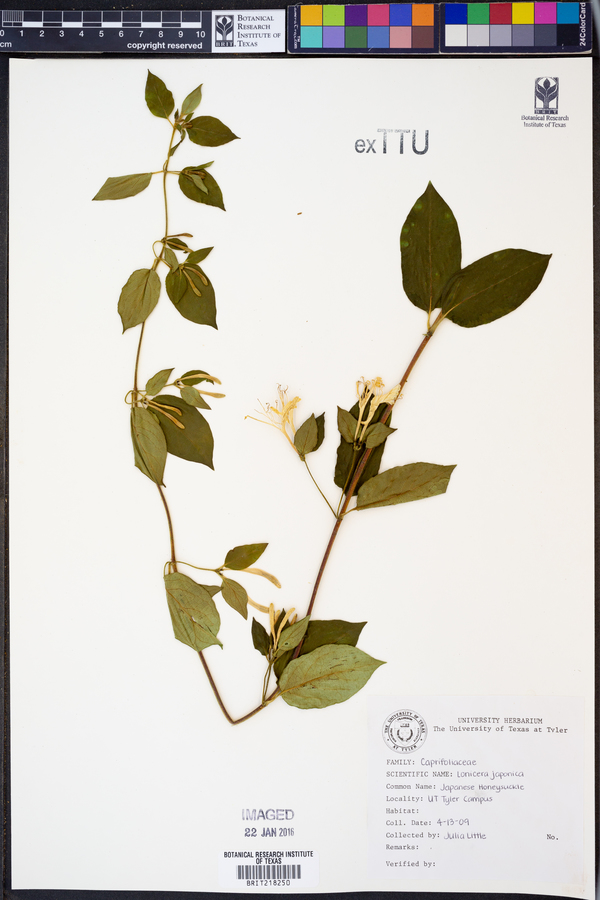 Lonicera japonica image