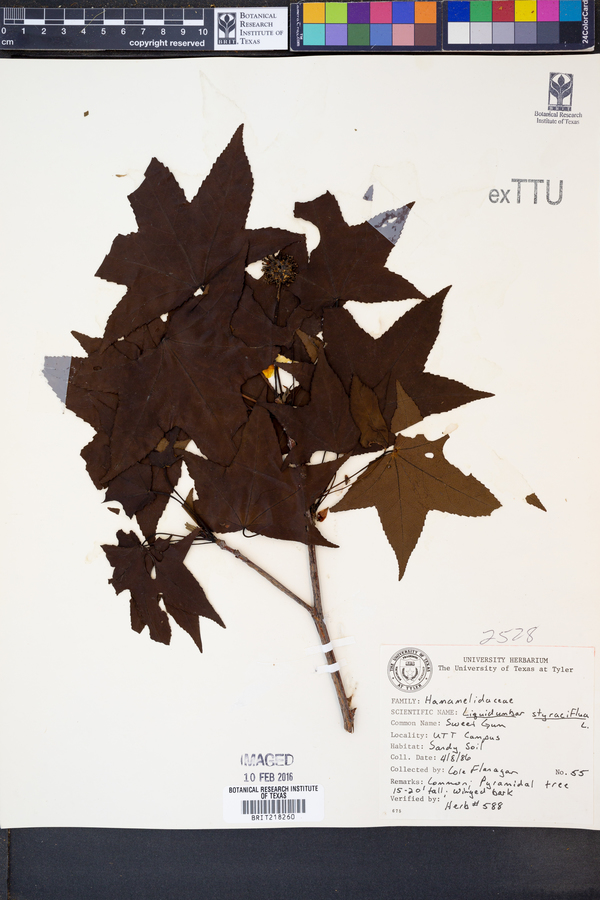 Liquidambar styraciflua image