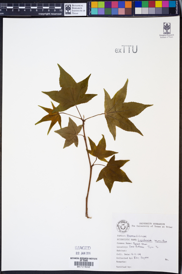 Liquidambar styraciflua image