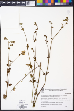 Mirabilis latifolia image