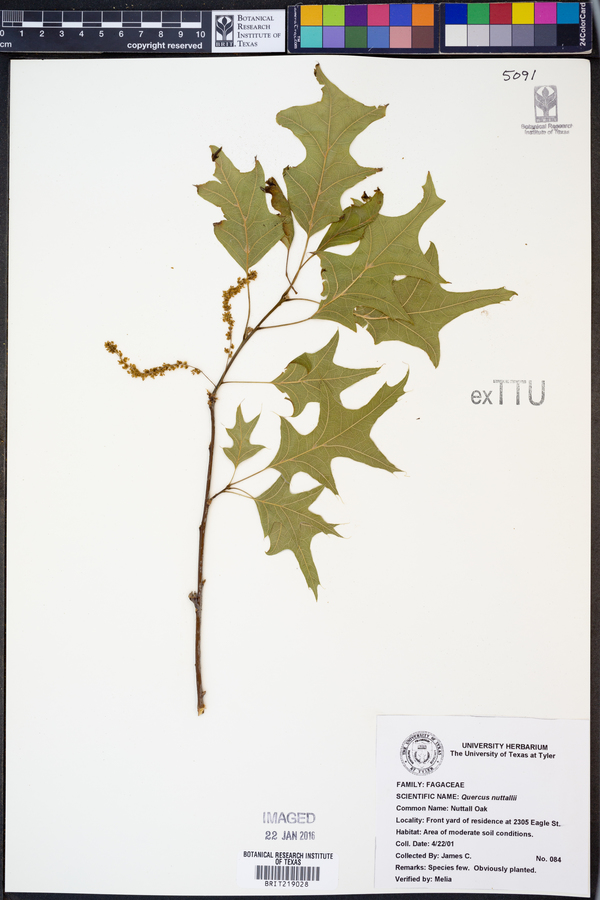 Quercus texana image