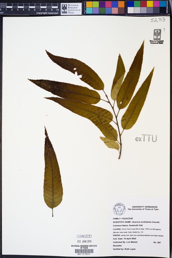 Quercus acutissima image