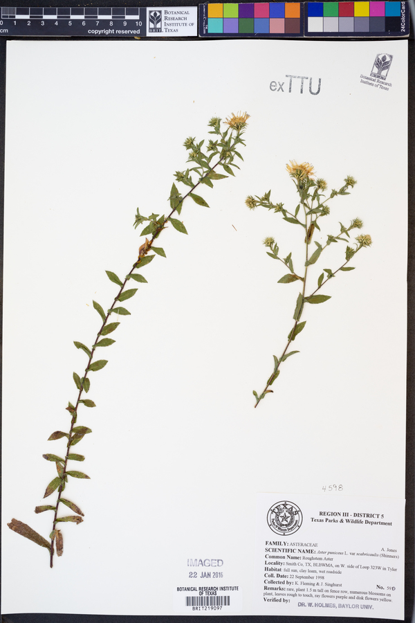 Aster puniceus var. scabricaulis image