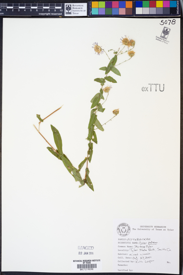 Symphyotrichum patens var. patens image