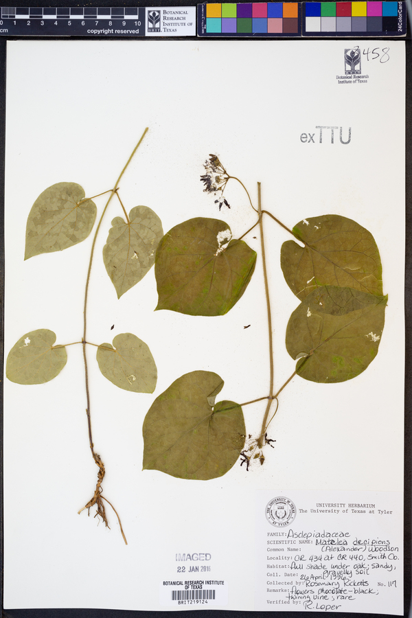 Matelea decipiens image