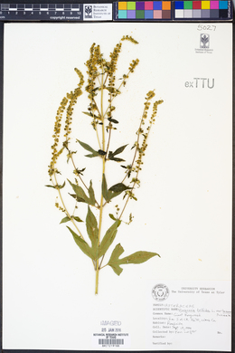 Ambrosia trifida var. texana image