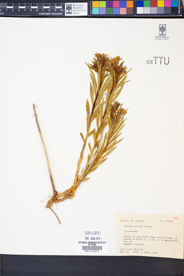 Amsonia ciliata image