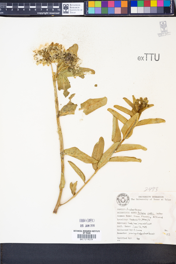 Asclepias viridis image