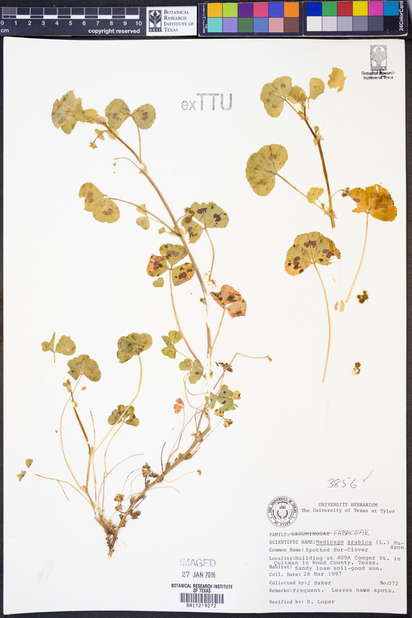 Medicago arabica image