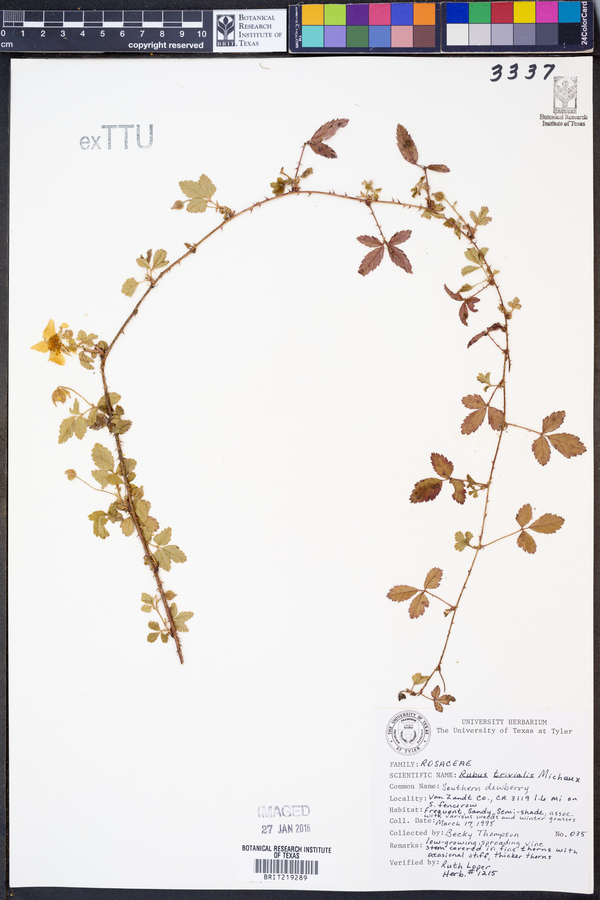 Rubus trivialis image