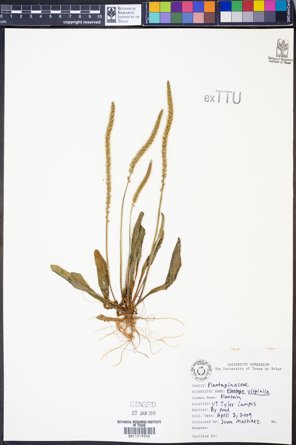 Plantago virginica image