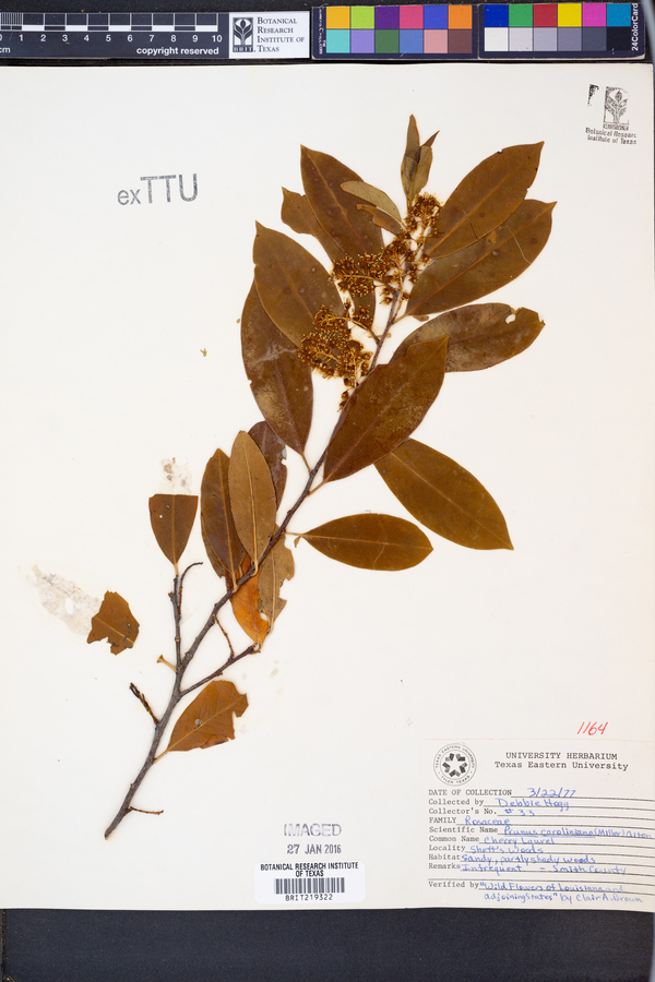 Prunus caroliniana image