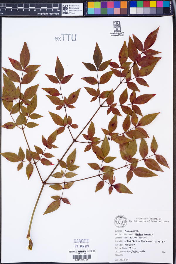 Nandina image