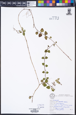 Mitchella repens image