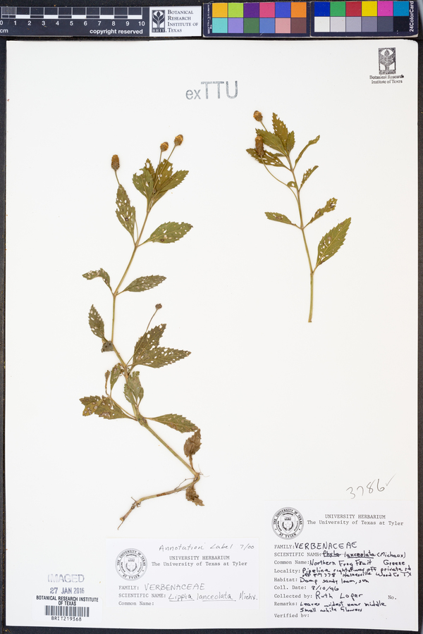 Phyla lanceolata image