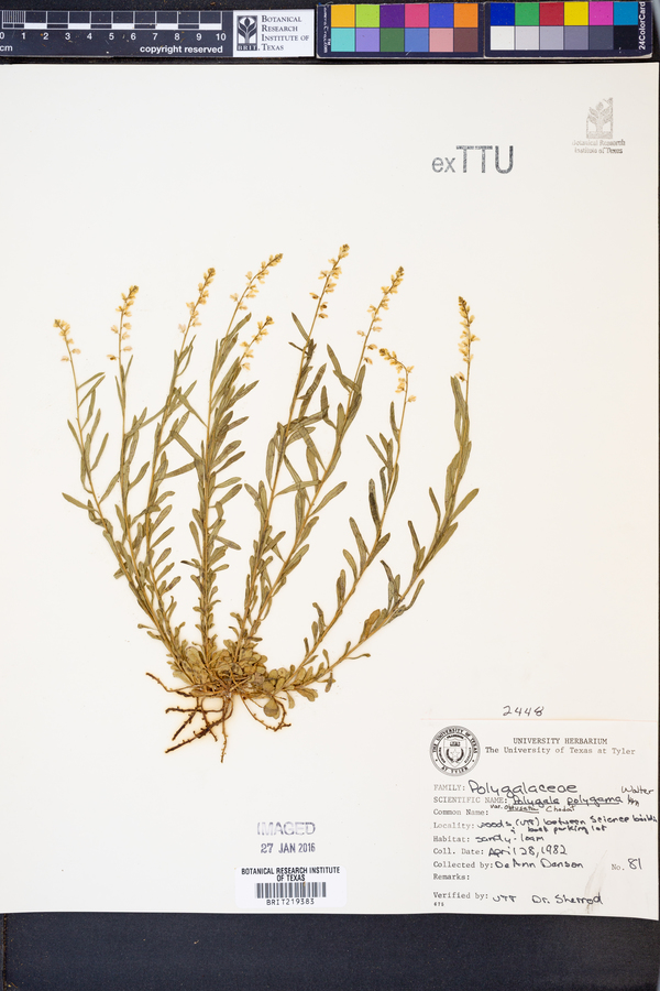 Polygala polygama image