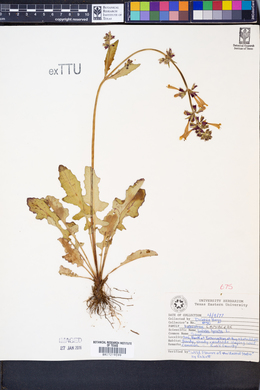 Salvia lyrata image