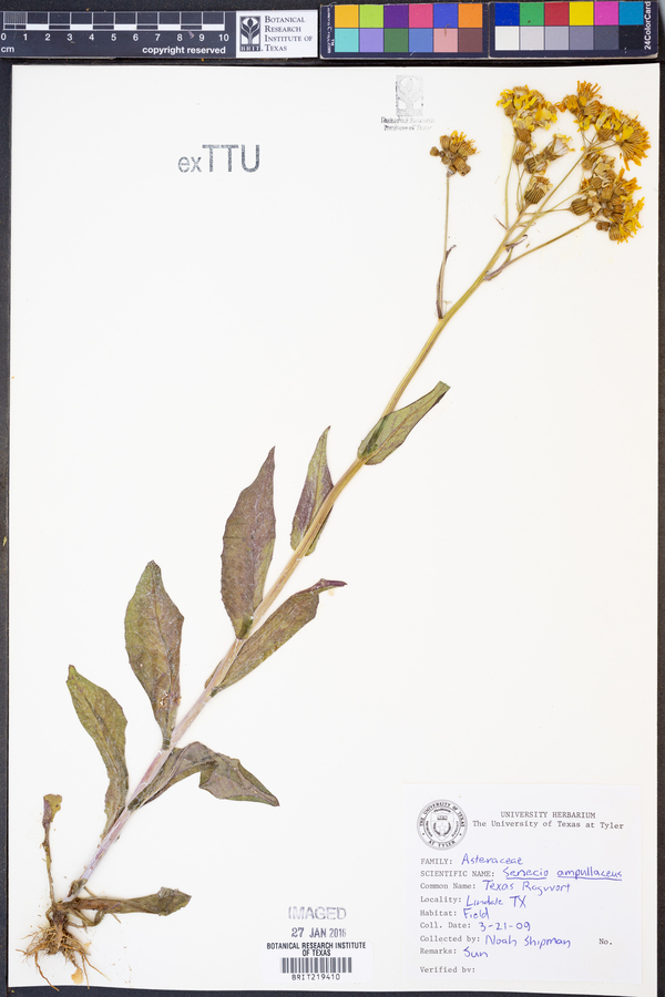 Senecio ampullaceus image