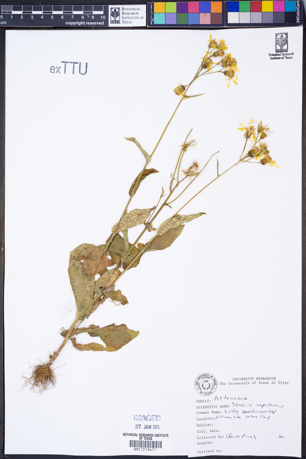 Senecio ampullaceus image