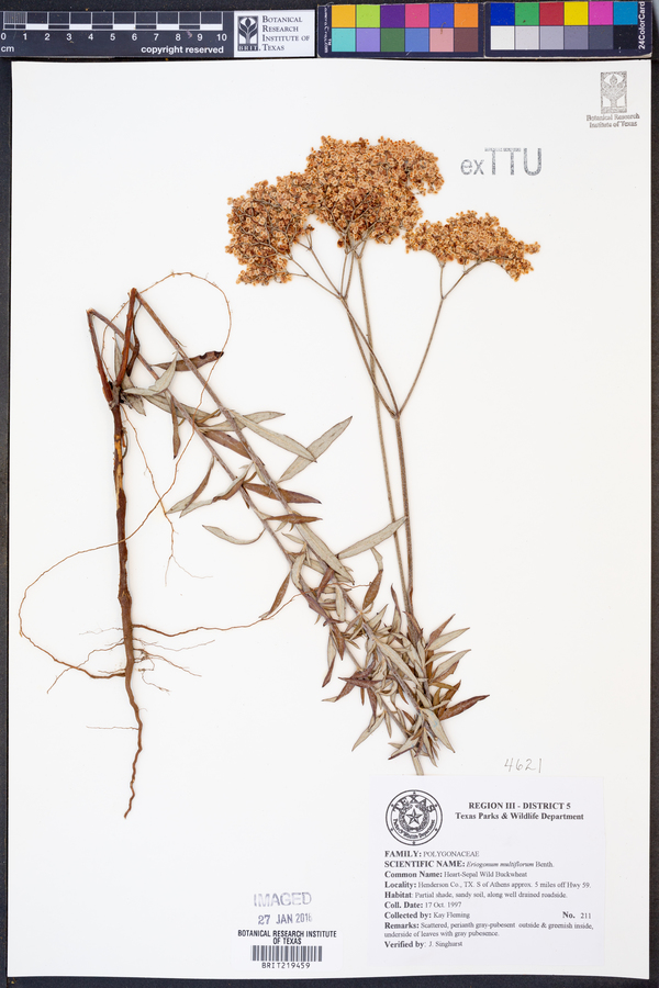 Eriogonum multiflorum image