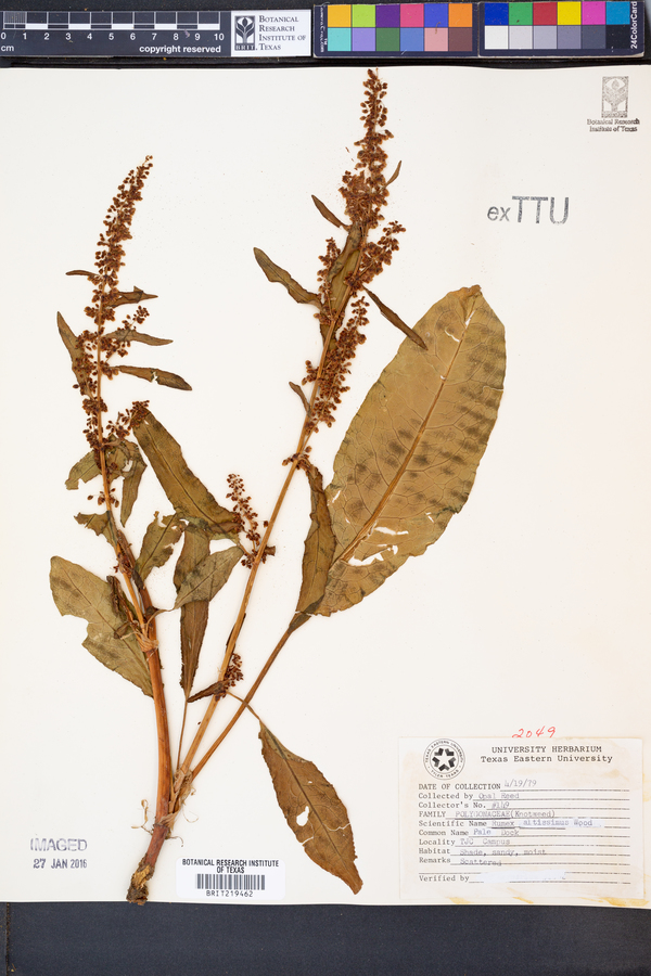 Rumex altissimus image