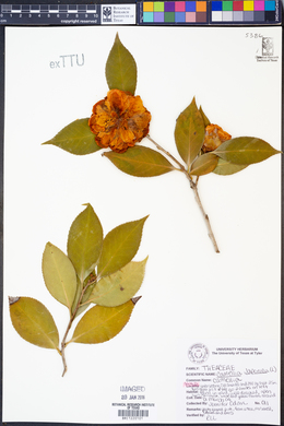 Image of Camellia japonica