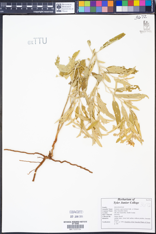 Solanum capsicastrum image