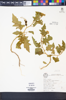 Solanum carolinense image