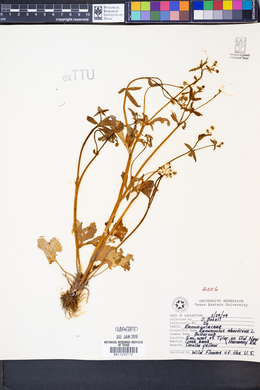 Image of Ranunculus abortivus