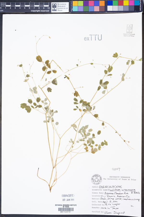 Thalictrum arkansanum image