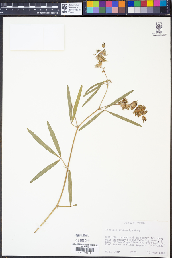 Psoralea cyphocalyx image