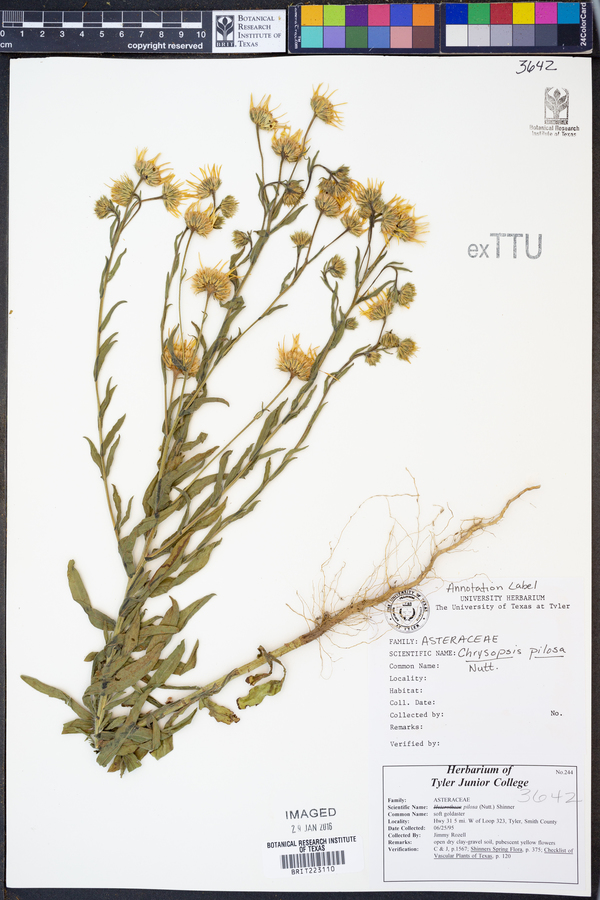 Bradburia pilosa image