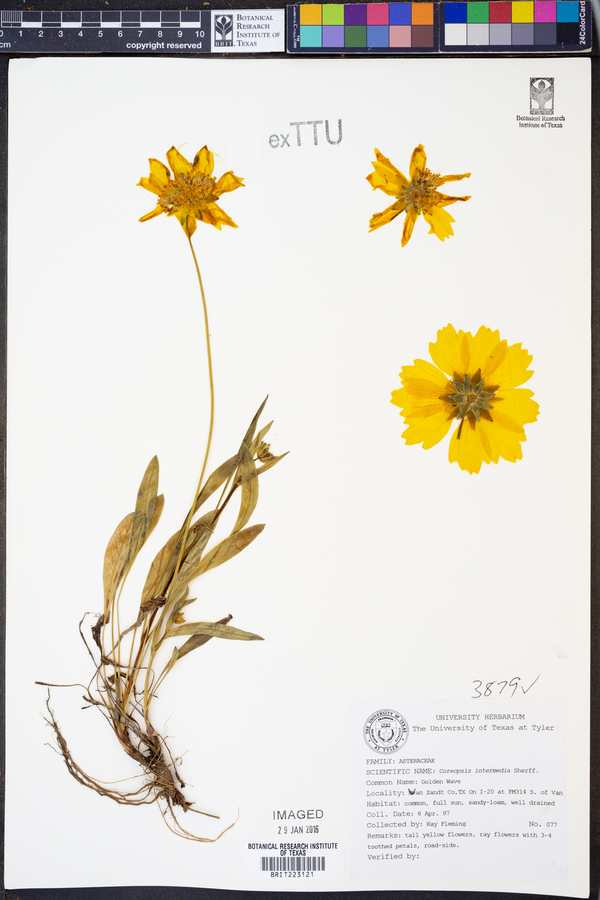 Coreopsis intermedia image
