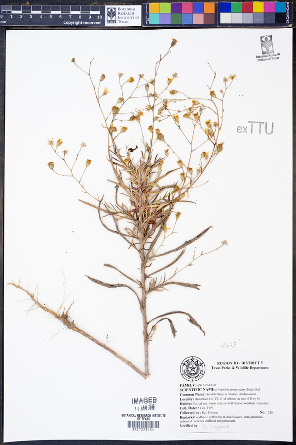 Croptilon divaricatum image
