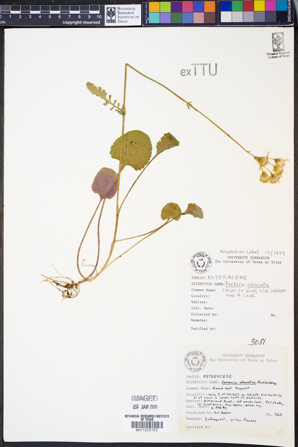 Packera obovata image