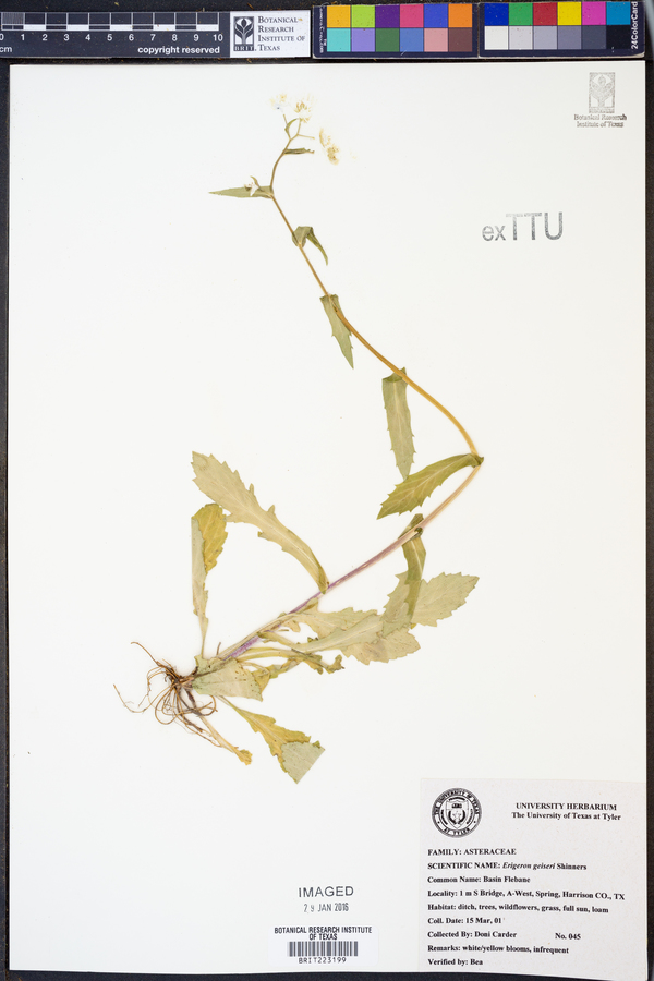 Erigeron geiseri image